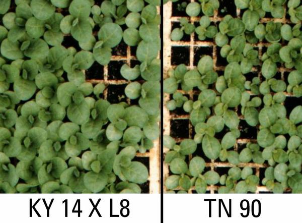 Thumbnail image for Cold Injury and Boron (B) Deficiency in Tobacco Seedlings